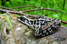 dec_grenouille_mor.jpg