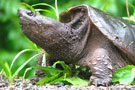 dec_tortue_mor.jpg