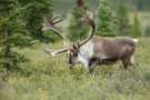 dec_caribou_grj.jpg