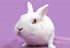 paques_lapin_promo