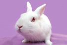 paques_lapin