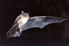 msb_dec_bete_creatures