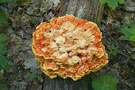 msb_dec_champignons