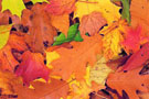 msb_dec_foret_en_couleurs