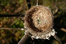 msb_dec_nids_oiseaux