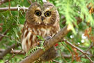 msb_dec_oiseaux_de_proie
