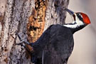 msb_dec_oiseaux_du_montsaintbruno