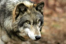 mot_dec_loup_mythes_realites