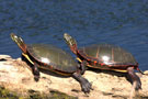 pla_piste_tortue