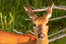 cerf_sans_bois_tirage