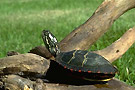 reptile_oka