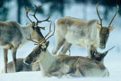caribous_hgo