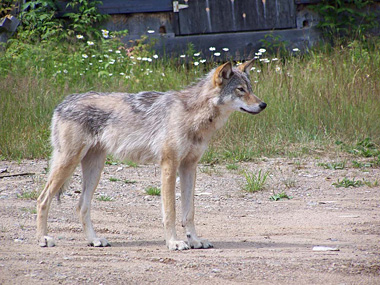 Un loup familier