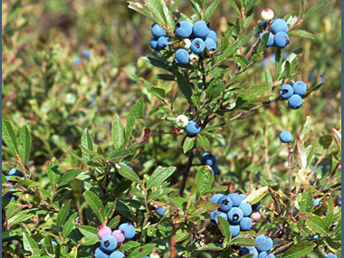 Des bleuets différents au pic de la Hutte