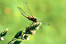 bou_fleurs_bestioles