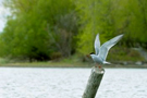 bou_initiation_observation_oiseaux