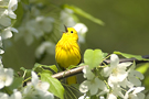 bou_initiation_chant_oiseaux
