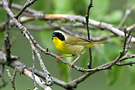 bou_oiseau_en_vue