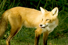 bou_safari_nocturne