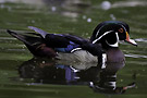 bou_regard_sur_canard