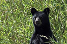 aig_ours