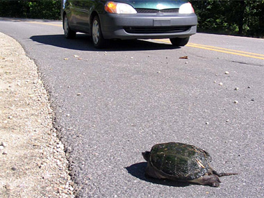 Tortue serpentine sur la route