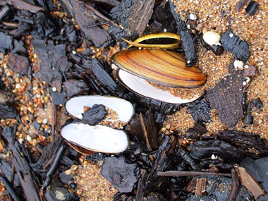 Plusieurs espèces de coquillages peuplent le lac Saint-Jean