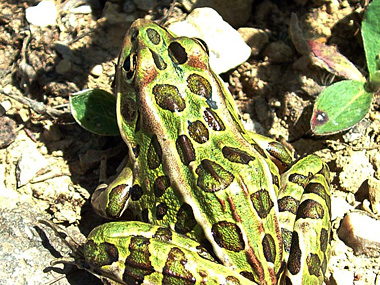 Grenouille L&eacute;opard
