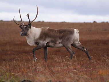 Caribou