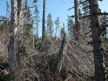 Dendroctone