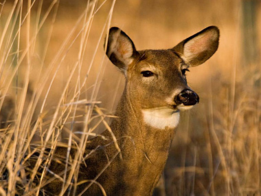 Cerf