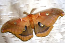 Papillons Fro