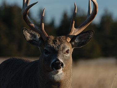Chasse au cerf de Virginie (chevreuil)