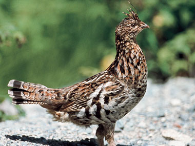 chasse au petit gibier