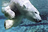 paq_ours_blanc