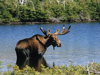 observation_faune.jpg