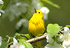 bou dec chant oiseau
