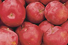 oka fete pomme