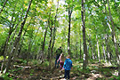 parcs sentier foret