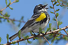 jac_dec_ornitho.jpg
