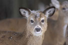 observation_cerfs_sim.jpg