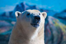 collation_ours_blanc_paq.jpg