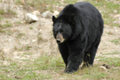 chasse_ours_chc.jpg