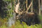 chasseorignal_stm.jpg
