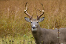 chasse_cerf_rom.jpg