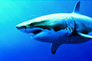 paq_requin.jpg