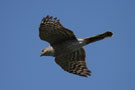 bic observation oiseaux proie