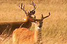 san_chasse_cerfs_virginie.jpg
