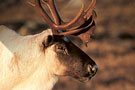 fonds caribou