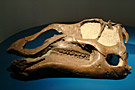 mig_dec_causerie_dinosaure.jpg